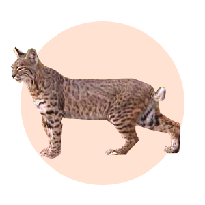 Bobcat