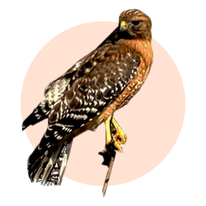 Red Shouldered Hawk