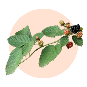 Blackberries on a vine