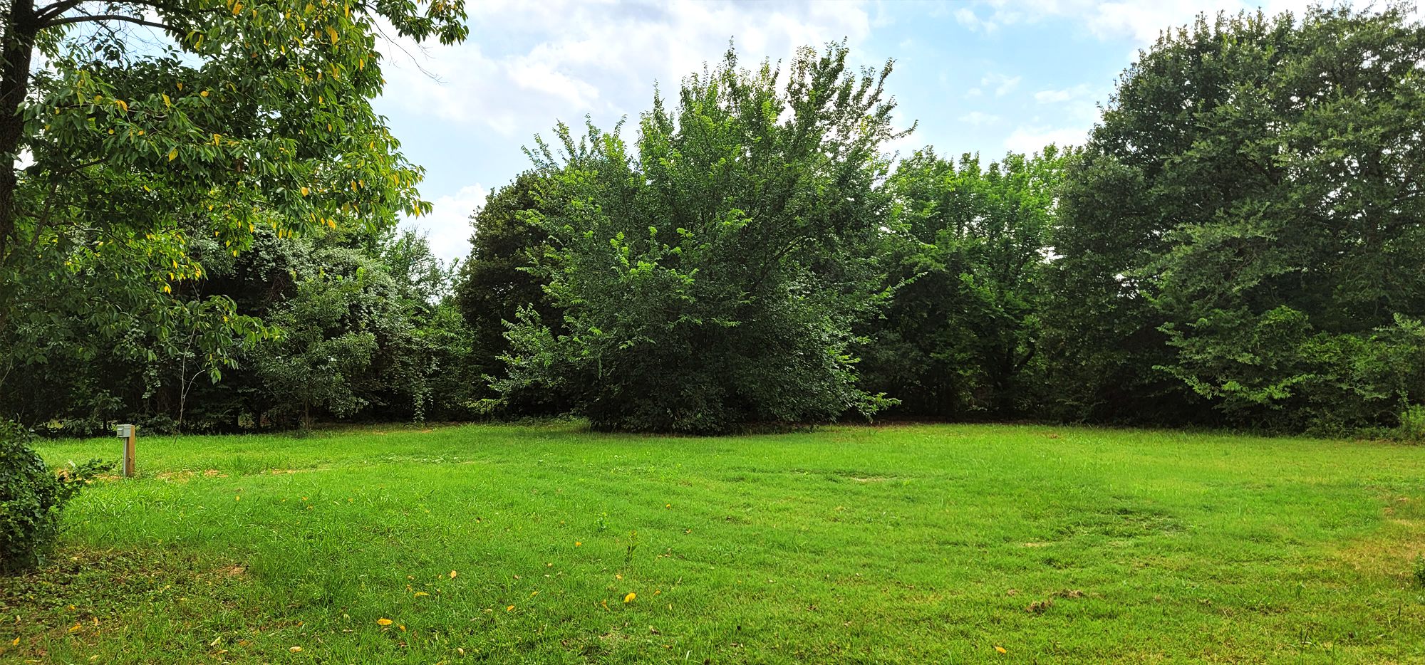 Large grassy space under a large elm with shallow roots